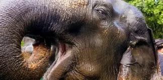 découvrez la meilleure période pour visiter la thaïlande et profiter pleinement de ses plages, sa culture et sa gastronomie. informez-vous sur le climat et les événements locaux pour planifier le voyage idéal.