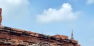 découvrez ayutthaya à travers 10 sites incontournables qui révèlent la richesse de son histoire et de sa culture. plongez dans l'architecture majestueuse des temples, admirez les ruines fascinantes et explorez la beauté de cette ancienne capitale thaïlandaise, tout en profitant de conseils pratiques pour votre visite.