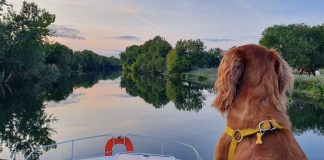 découvrez le monde magique des croisières avec votre fidèle compagnon à quatre pattes. profitez d'aventures inoubliables sur les mers, tout en offrant à votre chien une expérience unique mêlant détente et découverte. embarquez pour une croisière inoubliable et partagez des souvenirs précieux avec votre chien.