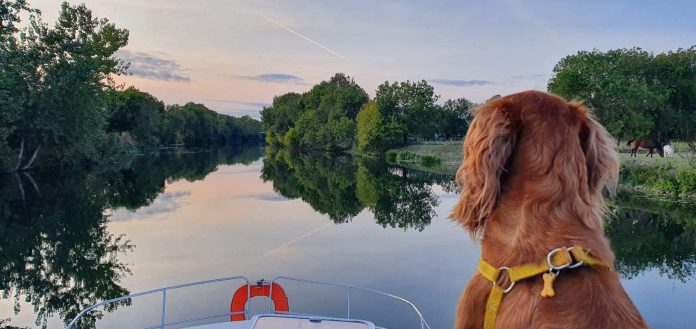 chien en croisière découvrez le monde magique des croisières avec votre fidèle compagnon à quatre pattes. profitez d'aventures inoubliables sur les mers, tout en offrant à votre chien une expérience unique mêlant détente et découverte. embarquez pour une croisière inoubliable et partagez des souvenirs précieux avec votre chien.