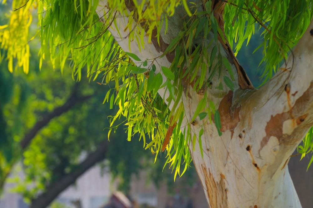 découvrez les risques liés aux eucalyptus autour de votre piscine. apprenez comment ces arbres majestueux peuvent affecter la qualité de l'eau, la sécurité et l'entretien de votre espace aquatique, et trouvez des solutions pour profiter d'un environnement sain et agréable.
