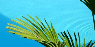 Racines eucalyptus piscine : Un danger caché pour votre bassin ? Ce que vous devez savoir ! découvrez les risques associés à l'utilisation d'eucalyptus près de votre piscine. apprenez comment cet arbre peut affecter la qualité de l'eau, la sécurité et l'entretien de votre espace aquatique.