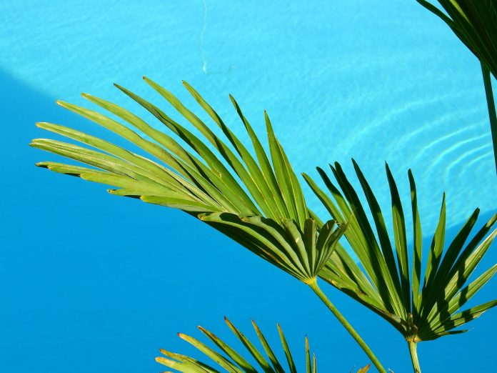 risques eucalyptus piscine découvrez les risques associés à l'utilisation d'eucalyptus près de votre piscine. apprenez comment cet arbre peut affecter la qualité de l'eau, la sécurité et l'entretien de votre espace aquatique.