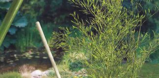Barrière piscine bambou : L’alternative naturelle et esthétique pour sécuriser votre piscine ! découvrez notre élégante barrière en bambou pour piscine, alliant sécurité et esthétique. protégez votre espace aquatique tout en ajoutant une touche naturelle à votre jardin. idéale pour les familles, cette barrière durable est à la fois pratique et design.