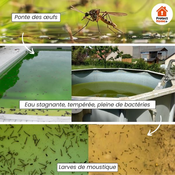 découvrez comment gérer les insectes dans votre piscine pour profiter d'une baignade agréable et sans nuisances. conseils et astuces pour maintenir votre eau propre et claire.