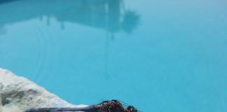 Petit insecte noir piscine : Qui sont-ils et comment les éliminer définitivement ? découvrez comment protéger votre piscine des insectes indésirables tout en préservant la qualité de l'eau. conseils pratiques et solutions efficaces pour profiter d'une baignade agréable sans nuisibles.