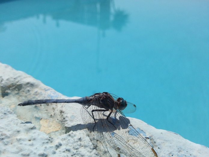 insectes piscine découvrez comment protéger votre piscine des insectes indésirables tout en préservant la qualité de l'eau. conseils pratiques et solutions efficaces pour profiter d'une baignade agréable sans nuisibles.