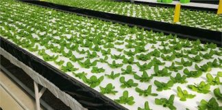 découvrez l'hydroponie nft, une méthode innovante et en plein essor qui révolutionne l'agriculture urbaine. apprenez à cultiver des plantes sans sol grâce à cette technique moderne, optimisant l'espace et les ressources pour des récoltes abondantes et durables.