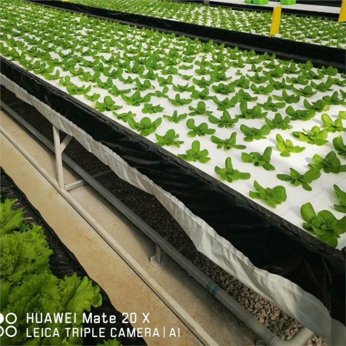 hydroponie nft en plein essor découvrez l'hydroponie nft, une méthode innovante et en plein essor qui révolutionne l'agriculture urbaine. apprenez à cultiver des plantes sans sol grâce à cette technique moderne, optimisant l'espace et les ressources pour des récoltes abondantes et durables.