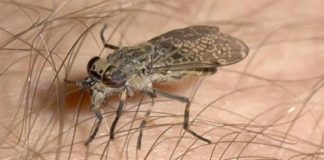 découvrez comment identifier les piqûres d'aoûtats et les moyens efficaces pour soulager démangeaisons et irritations rapidement.